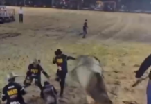 Por centímetros, peão escapa de ser pisoteado por touro durante rodeio; vídeo