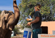 Elefante de 53 anos que vivia sozinho em zoológico de SP vai morar no Santuário em Chapada dos Guimarães