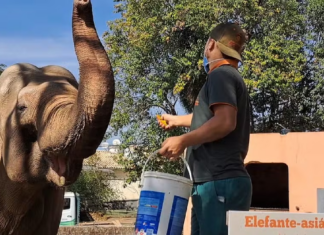 Elefante de 53 anos que vivia sozinho em zoológico de SP vai morar no Santuário em Chapada dos Guimarães