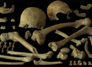 Perto do fim, neandertais europeus eram saudáveis e se reproduziam normalmente
