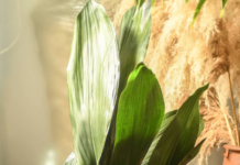 Como cuidar de Aspidistra elatior
