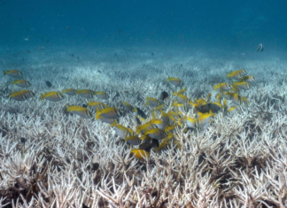 Mudanças climáticas, não El Niño, causaram branqueamento de corais em escala global