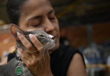Sobreviventes reencontram animais de estimação após terremoto na Colômbia