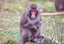 Macaco foge de zoológico na Escócia e volta sozinho no dia seguinte