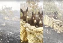 VÍDEO mostra fazendeira espanhola reencontrando burrinhos após incêndio devastador