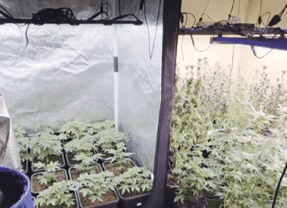 Polícia de SP apura fraude no uso de autorizações para plantio de maconha
