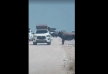 VÍDEO: Rinoceronte ameaçado de extinção é flagrado atacando carro com turistas durante safári